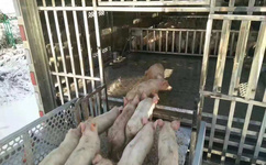 非洲猪瘟,国家出台相关畜禽运输车新政策